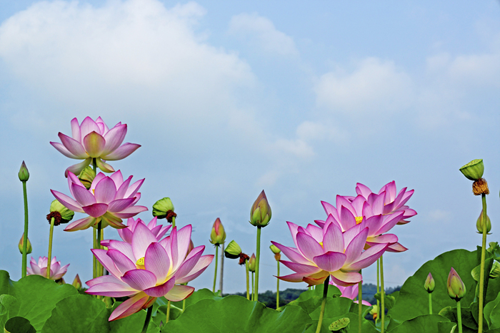2c041616361e38a64d544bc9cb9f2d24_1658295380_7849.jpg